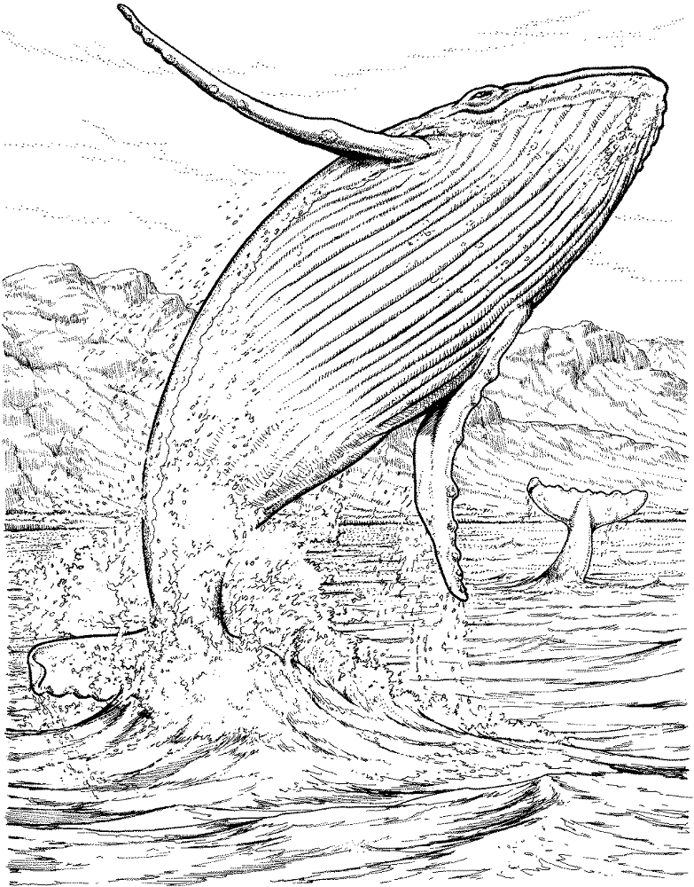 Desenho de Baleias para colorir e imprimir: número 37