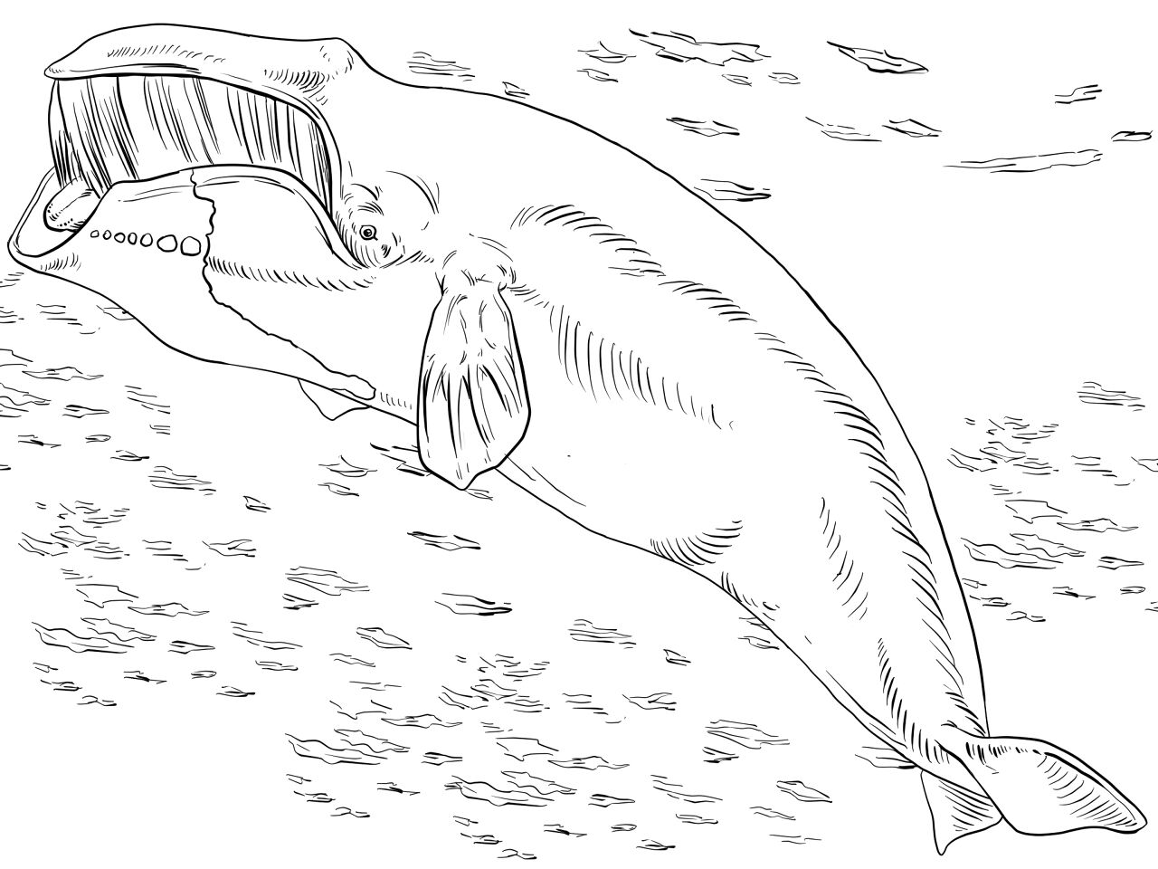 Desenho de Baleias para colorir e imprimir: número 38