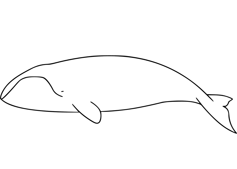 Desenho de Baleias para colorir e imprimir: número 39
