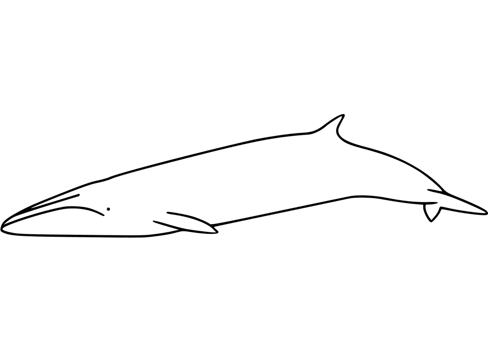 Desenho de Baleias para colorir e imprimir: número 40