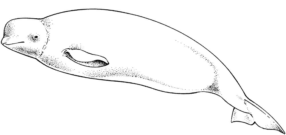 Desenho de Baleias para colorir e imprimir: número 44