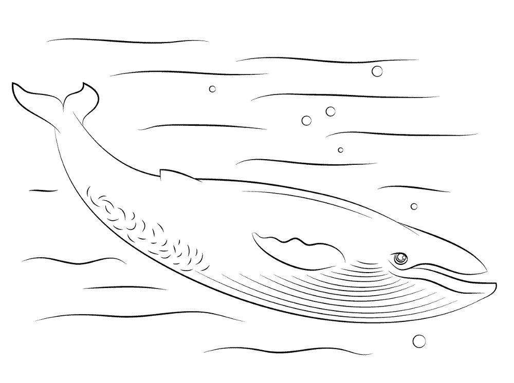 Desenho de Baleias para colorir e imprimir: número 45