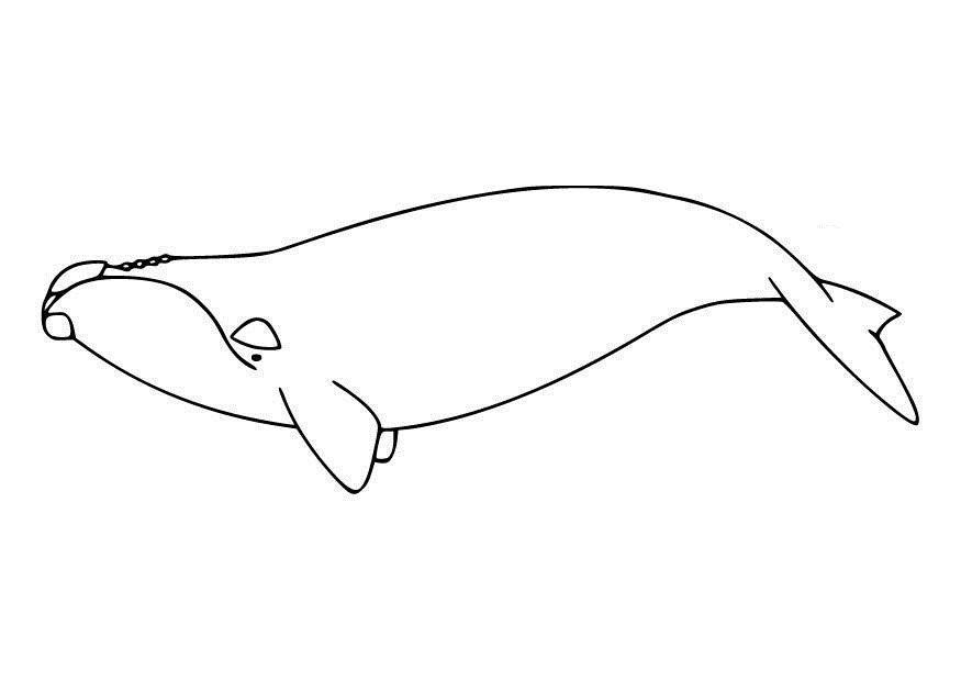 Desenho de Baleias para colorir
