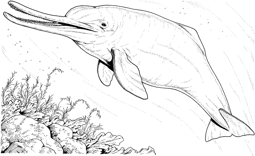 Desenho de Baleias para colorir
