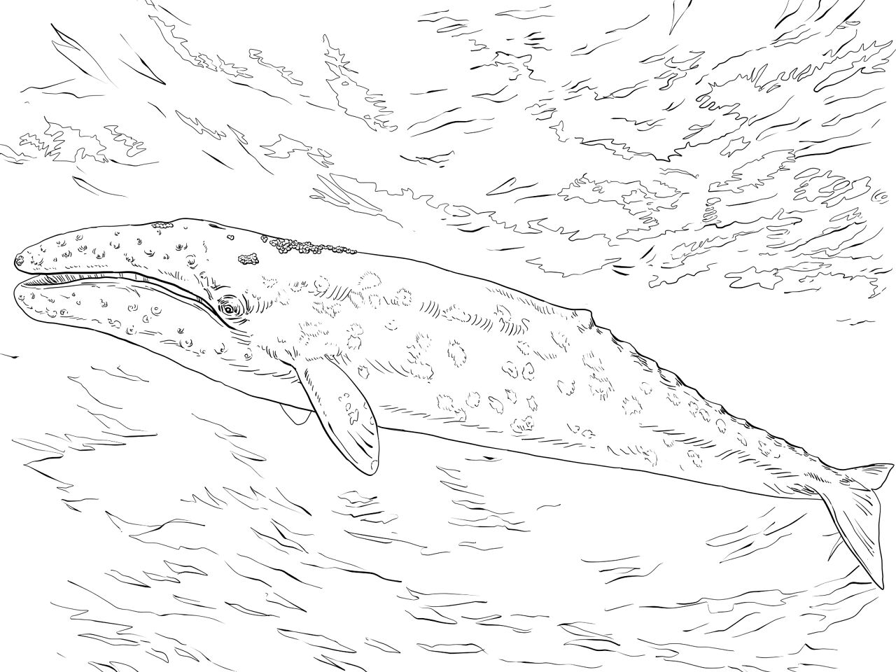Desenho de Baleias para colorir