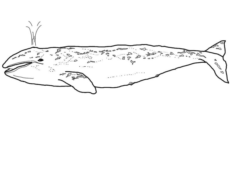Desenho de Baleias para colorir
