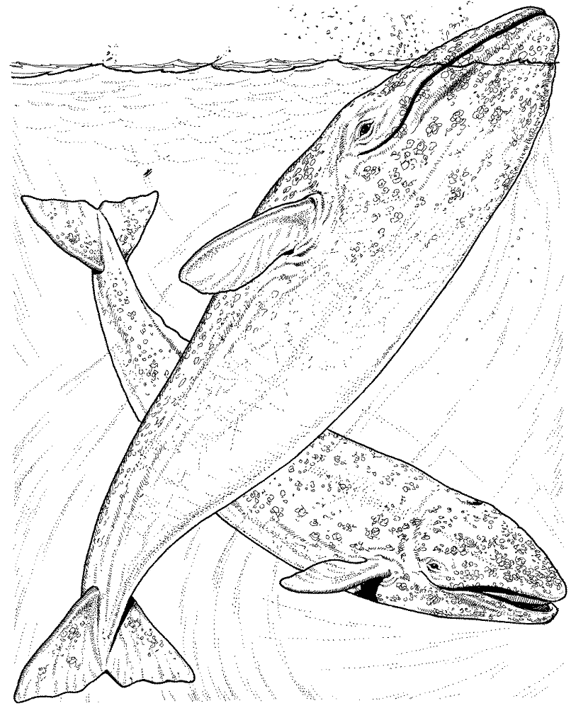 Desenho de Baleias para colorir