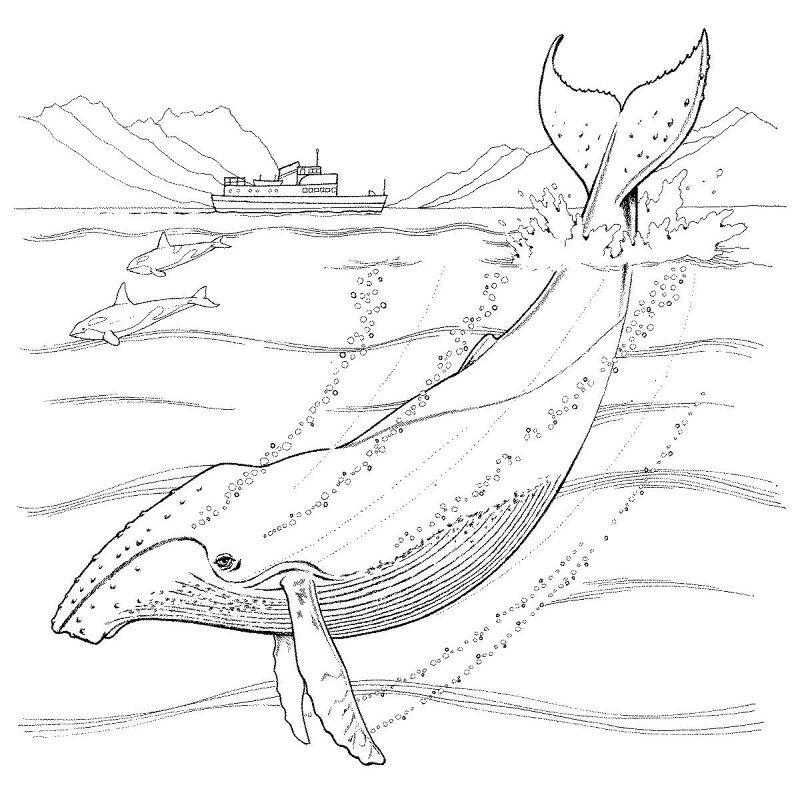 Desenho de Baleias para colorir