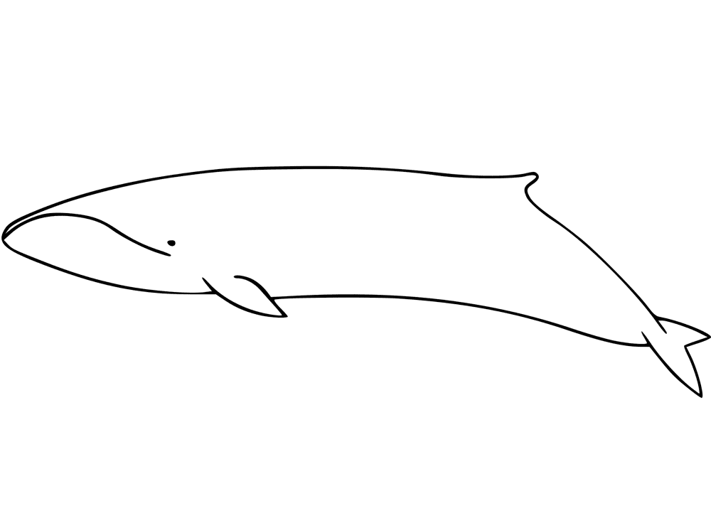 Desenho de Baleias para colorir