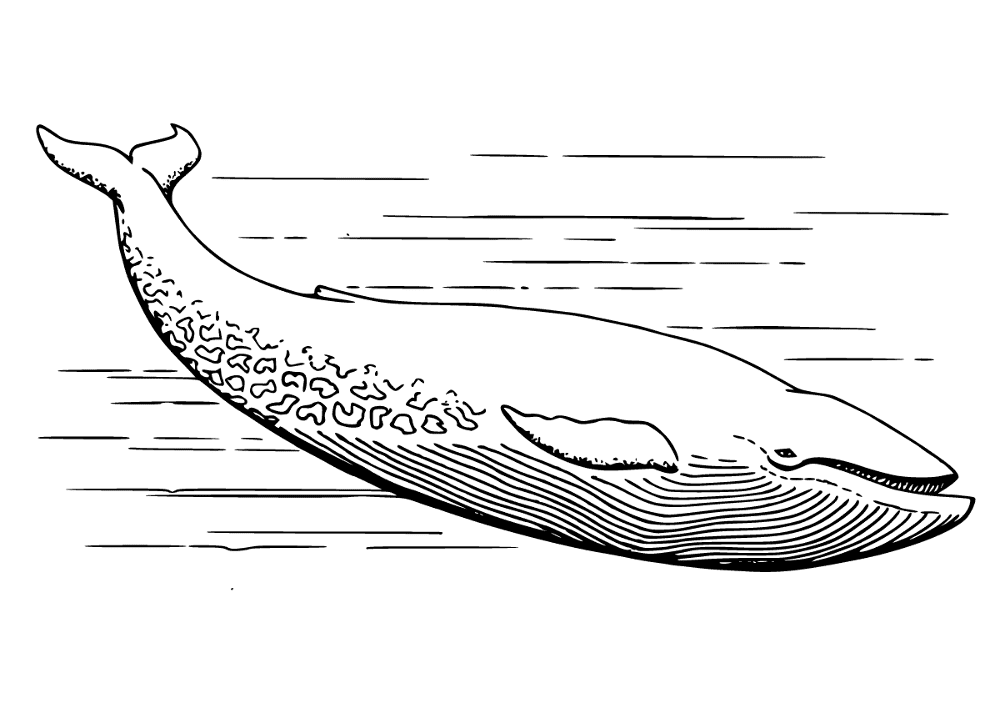 Desenho de Baleias para colorir