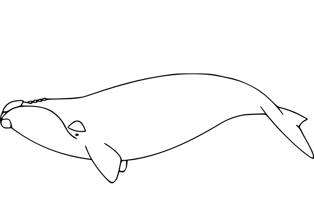 Desenho de Baleias para colorir