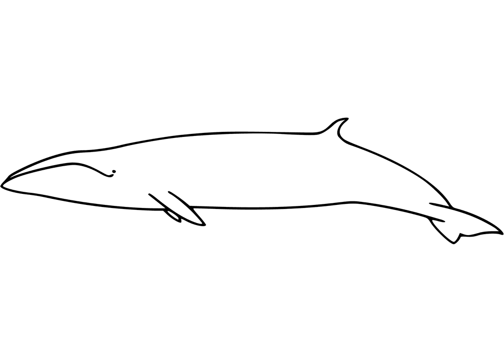 Desenho de Baleias para colorir