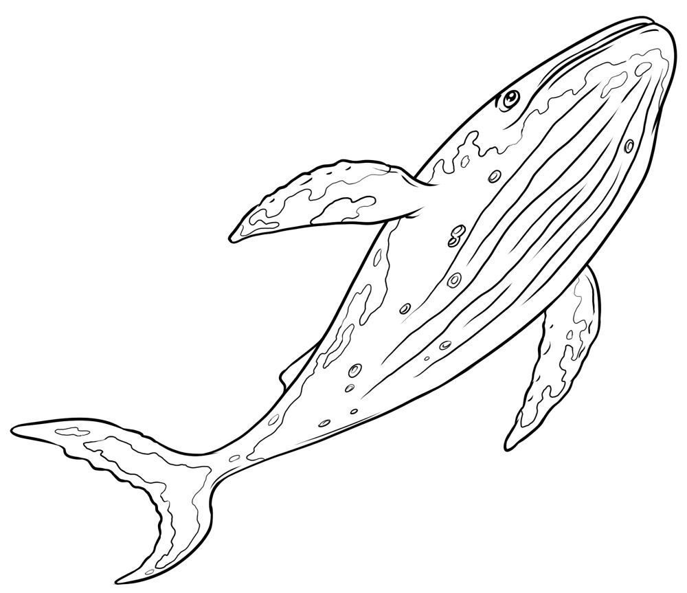 Desenho de Baleias para colorir