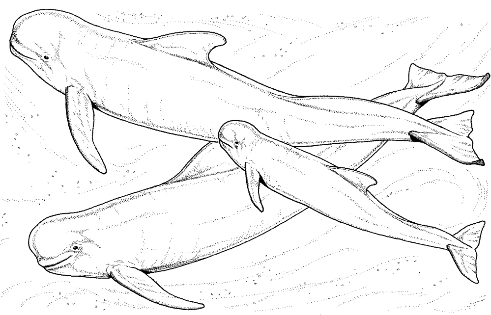Desenho de Baleias para colorir