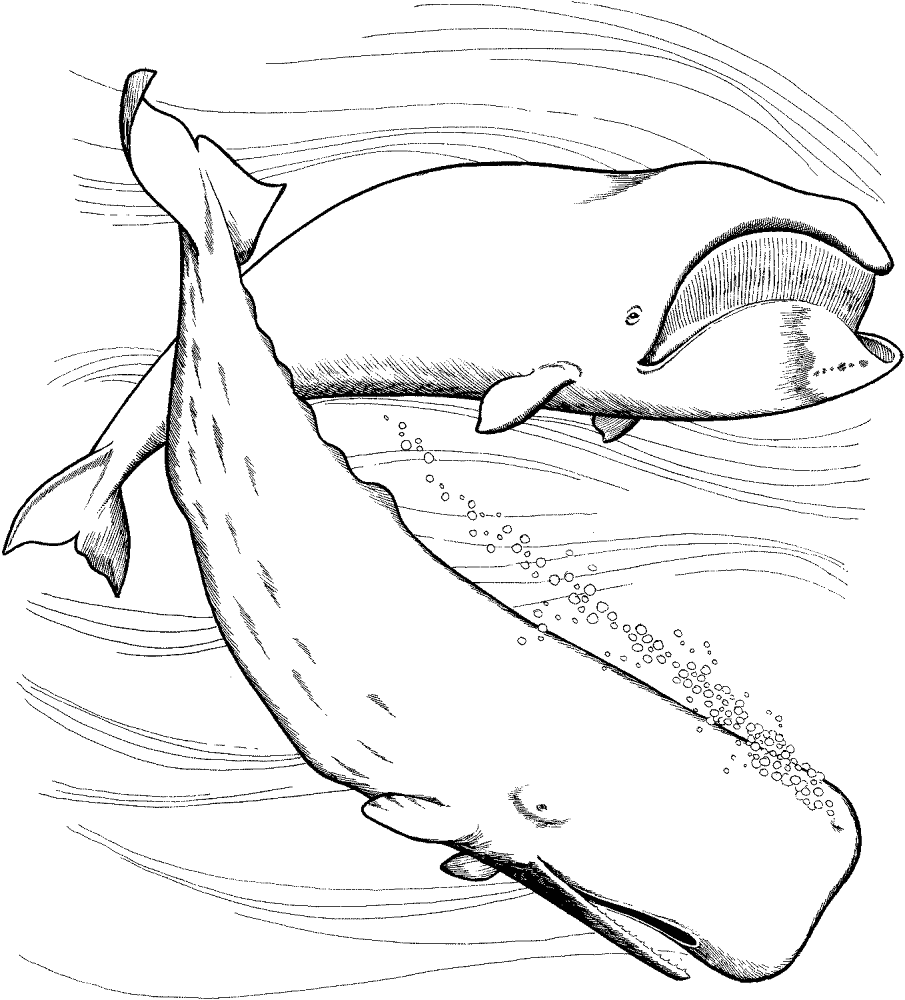 Desenho de Baleias para colorir