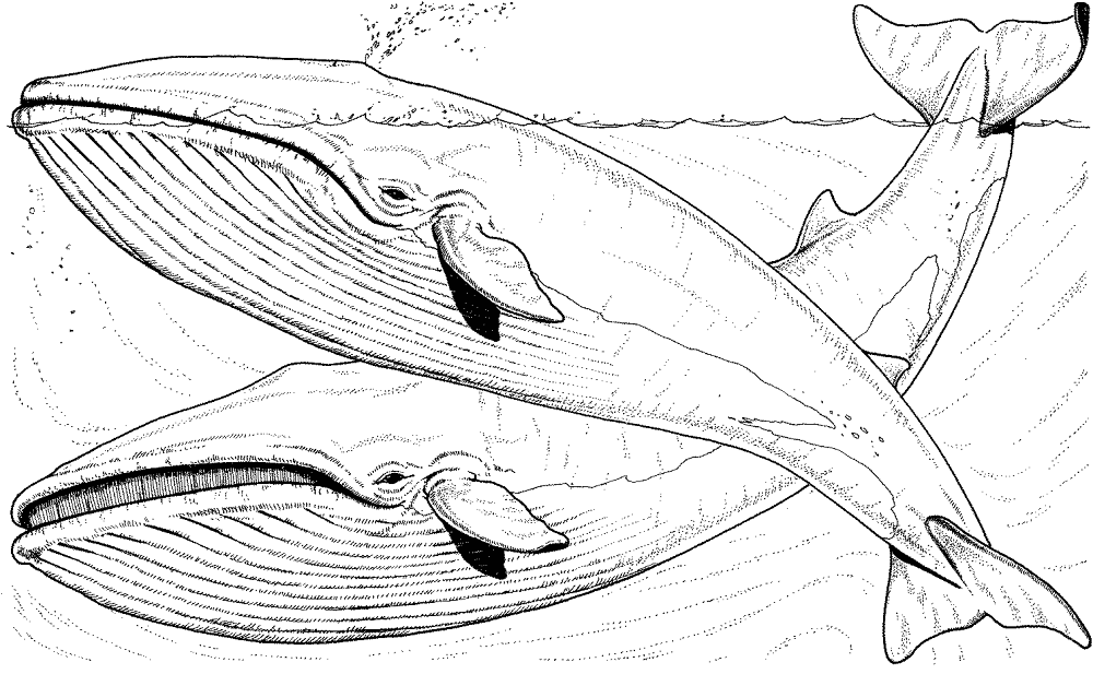 Desenho de Baleias para colorir