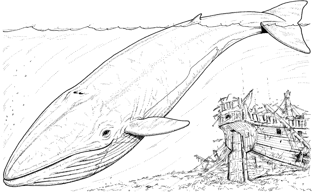 Desenho de Baleias para colorir