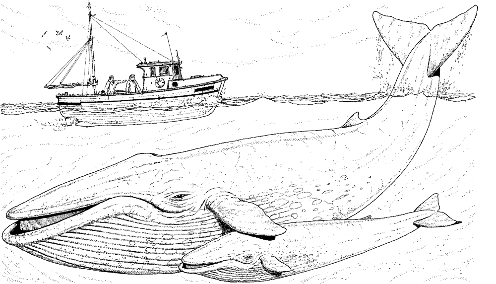 Desenho de Baleias para colorir
