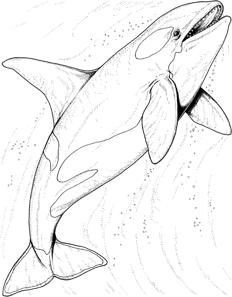 Desenho de Baleias para colorir
