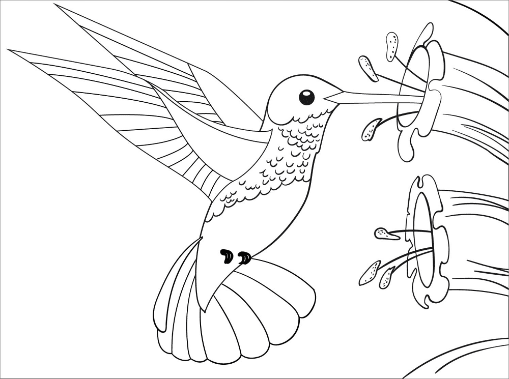 Desenho de Beija Flor para colorir e imprimir: número 2