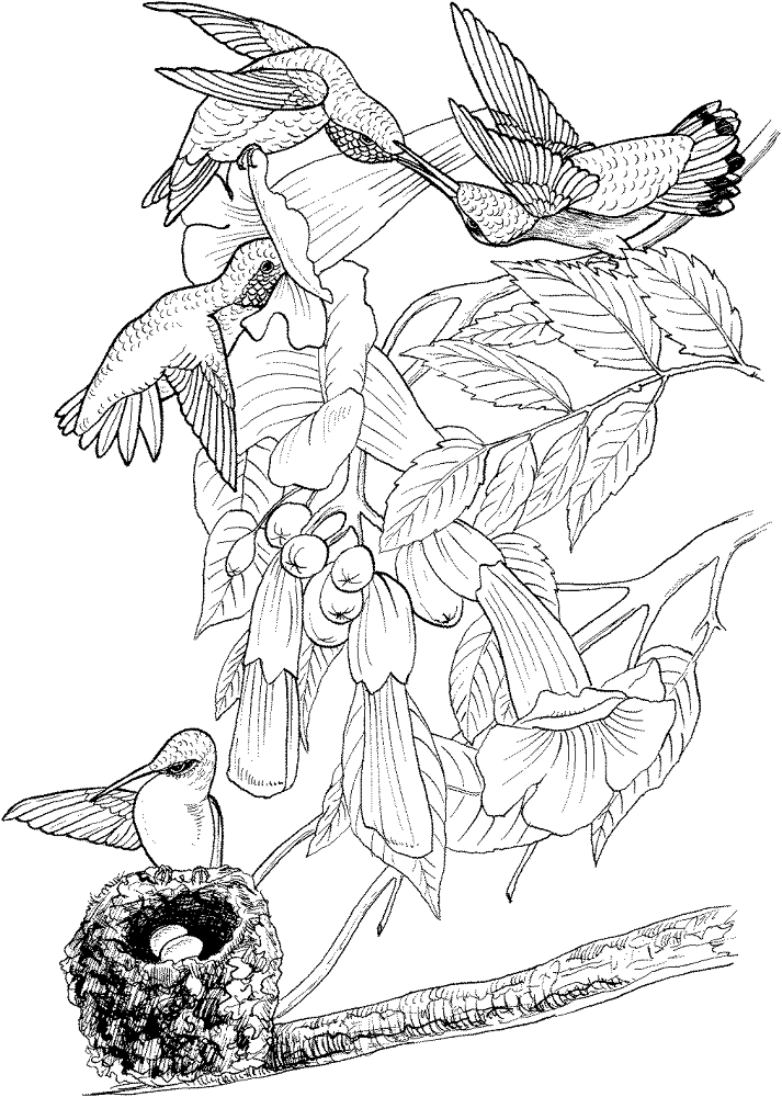 Desenho de Beija Flor para colorir e imprimir: número 9