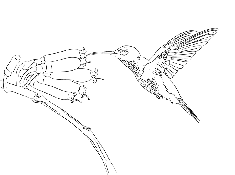Desenho de Beija Flor para colorir e imprimir: número 10