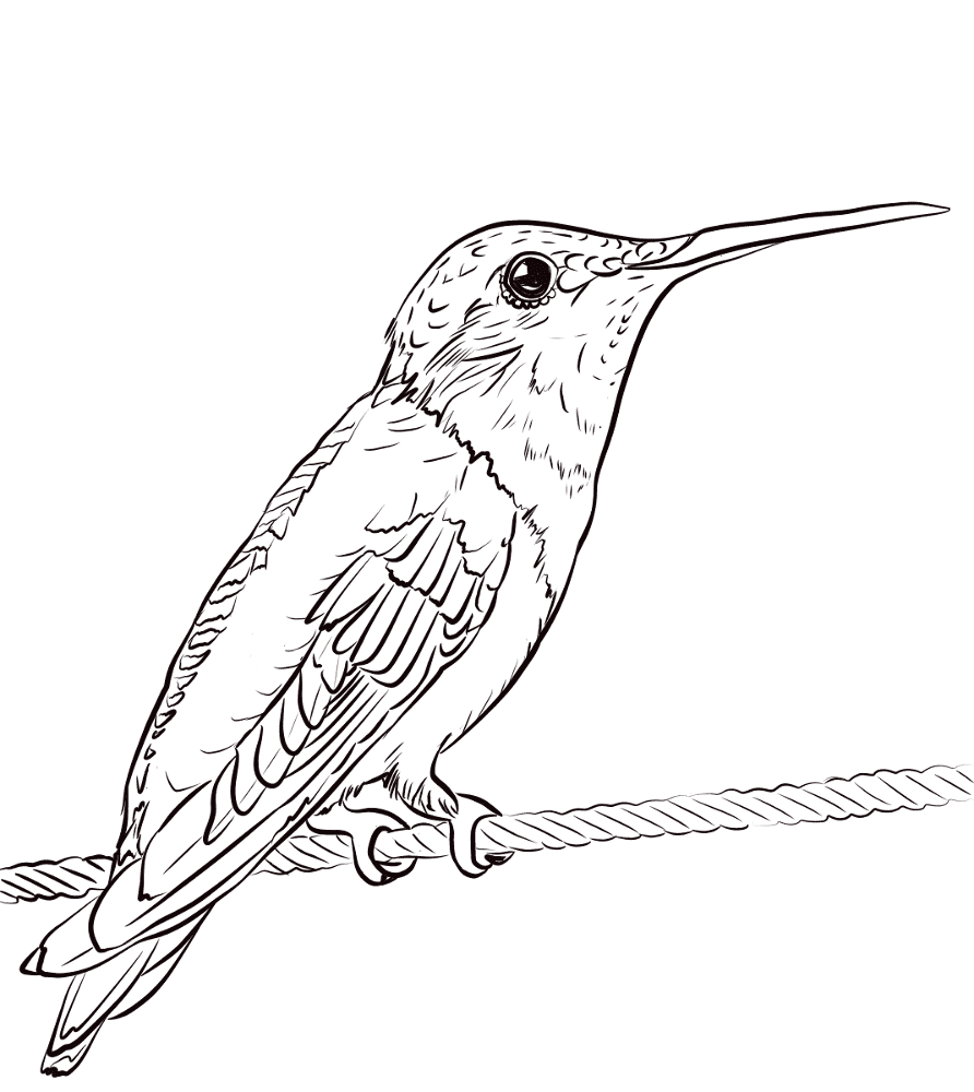 Desenho de Beija Flor para colorir e imprimir: número 11