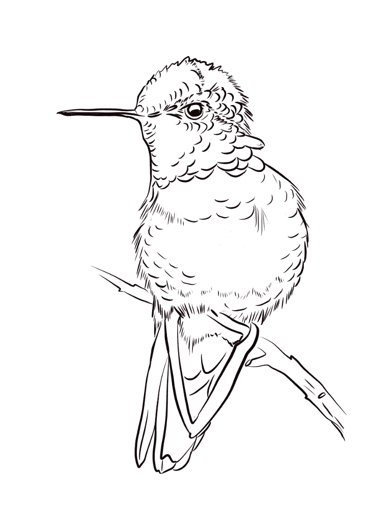 Desenho de Beija Flor para colorir e imprimir: número 12