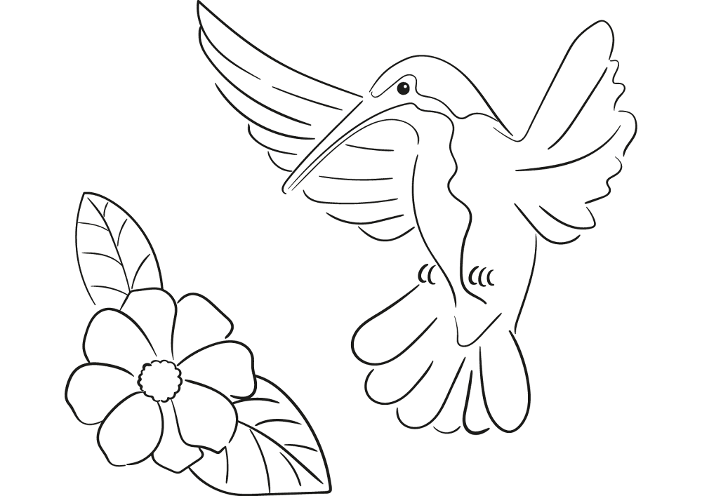 Desenho de Beija Flor para colorir e imprimir: número 15