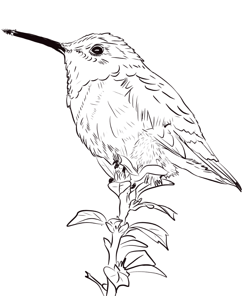 Desenho de Beija Flor para colorir e imprimir: número 19