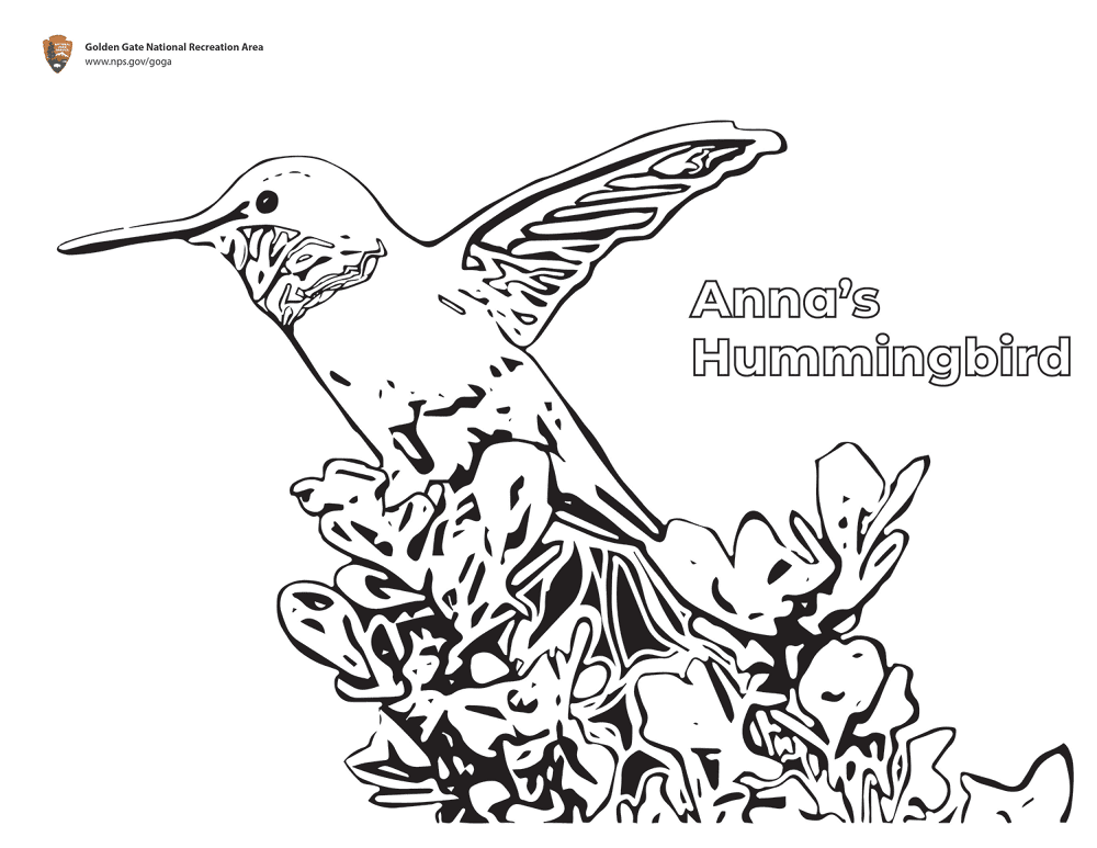 Desenho de Beija Flor para colorir e imprimir: número 20