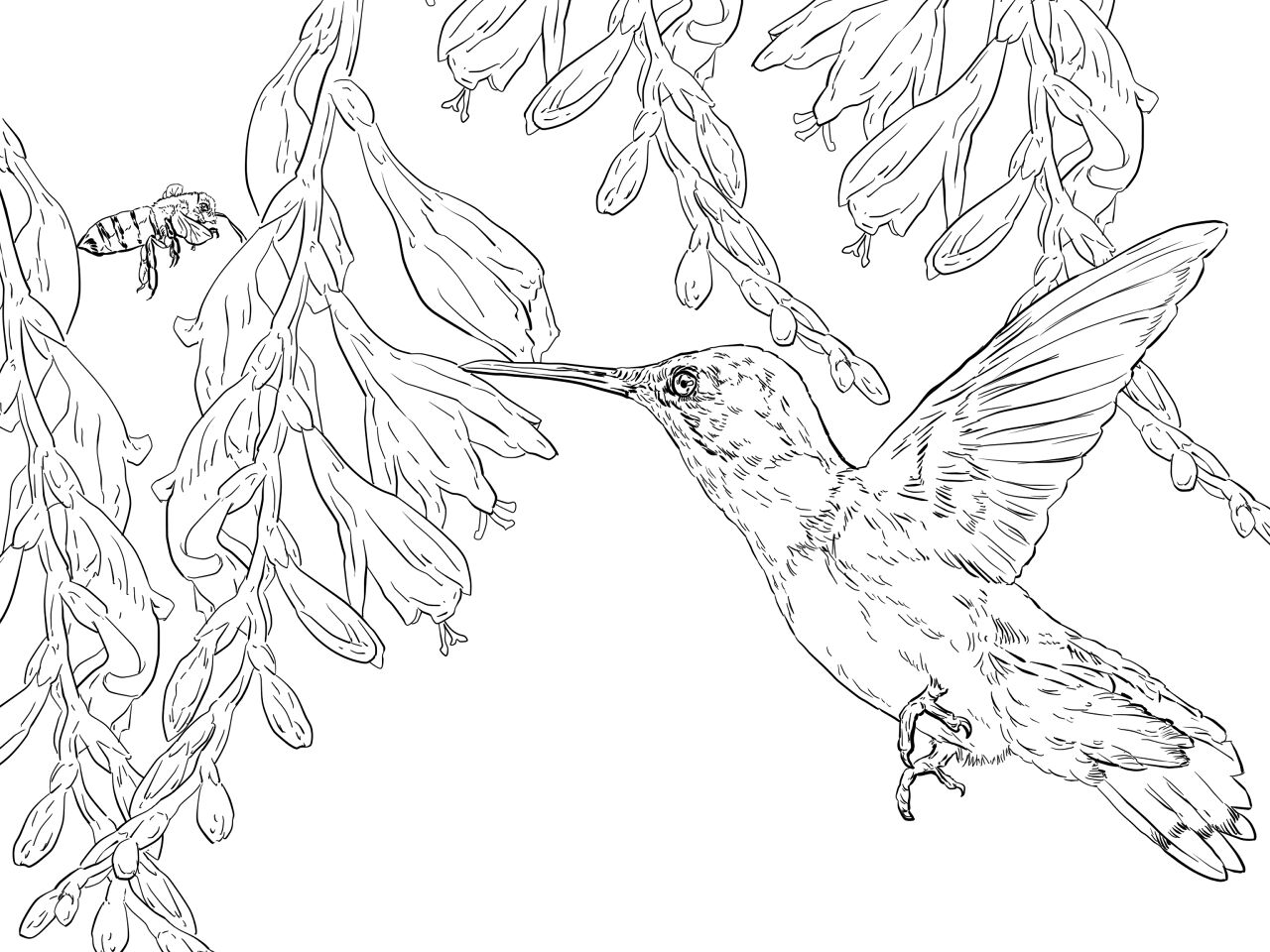Desenho de Beija Flor para colorir e imprimir: número 21