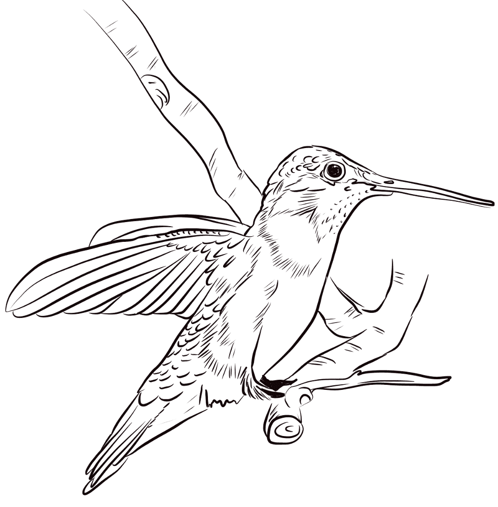 Desenho de Beija Flor para colorir e imprimir: número 31