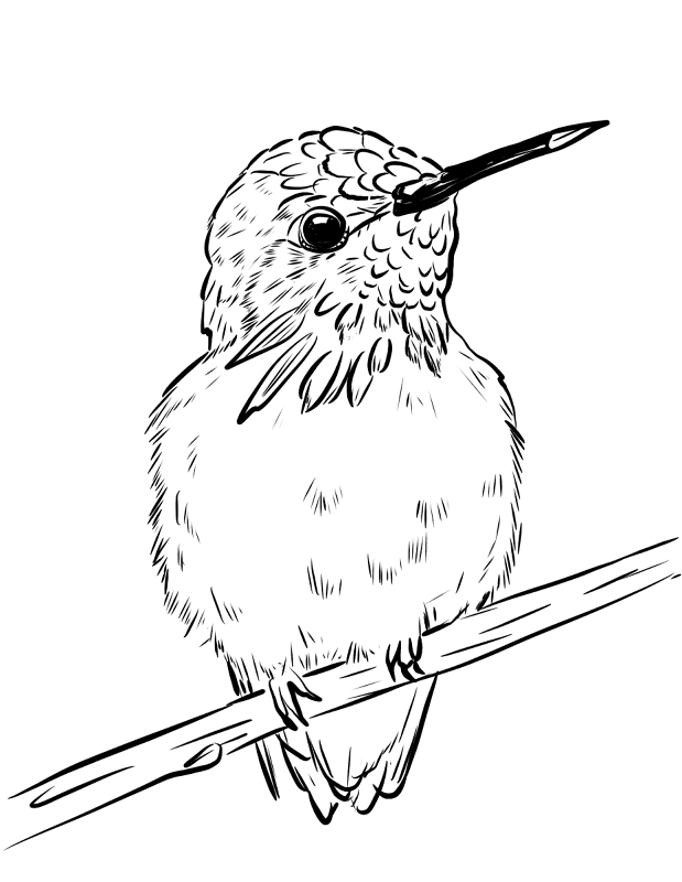 Desenho de Beija Flor para colorir e imprimir: número 32