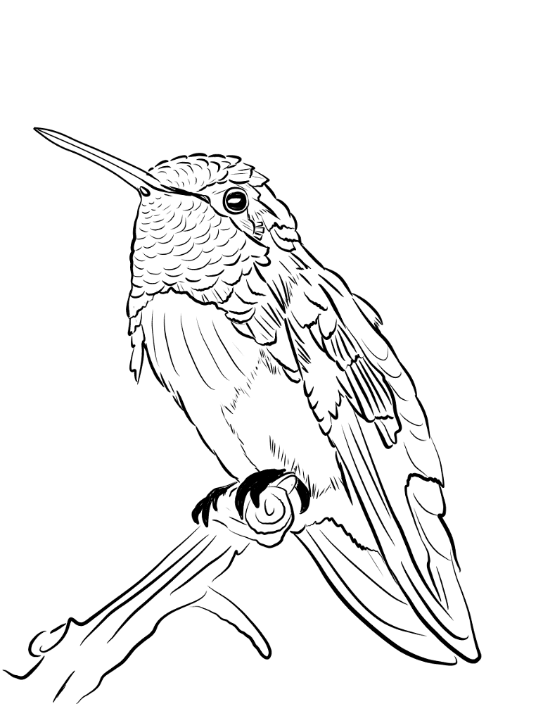 Desenho de Beija Flor para colorir e imprimir: número 37