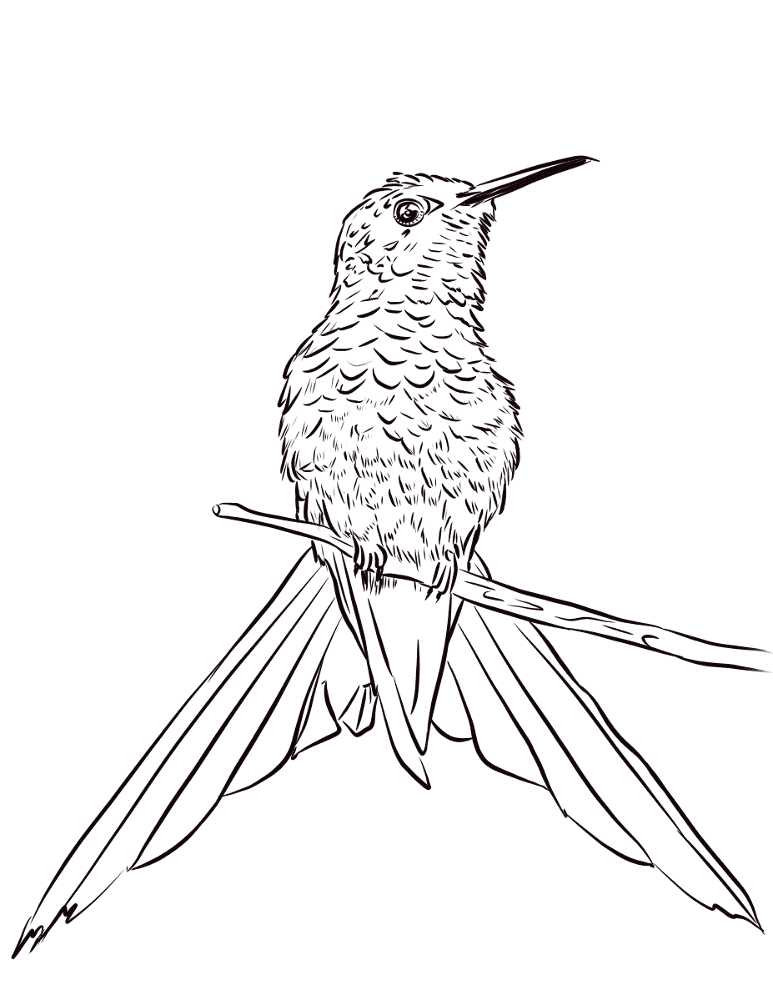 Desenho de Beija Flor para colorir