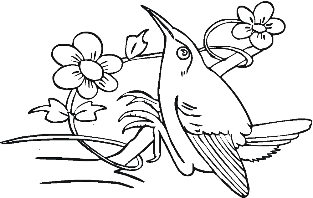 Desenho de Beija Flor para colorir