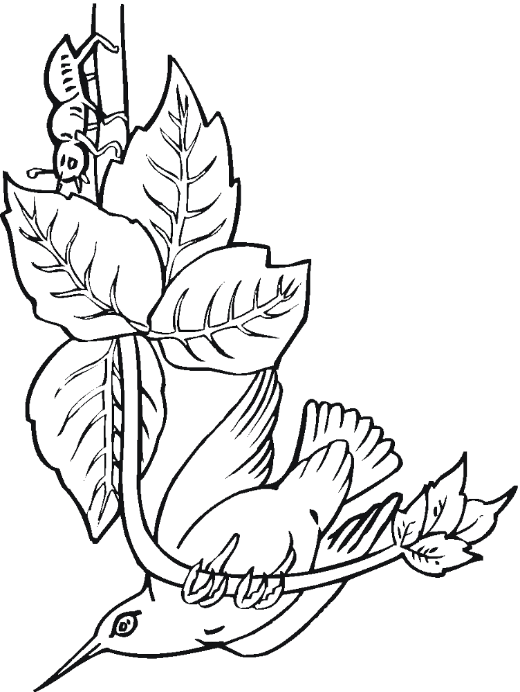 Desenho de Beija Flor para colorir