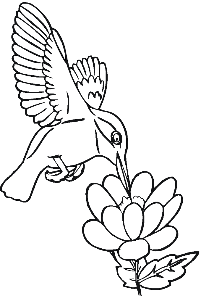 Desenho de Beija Flor para colorir