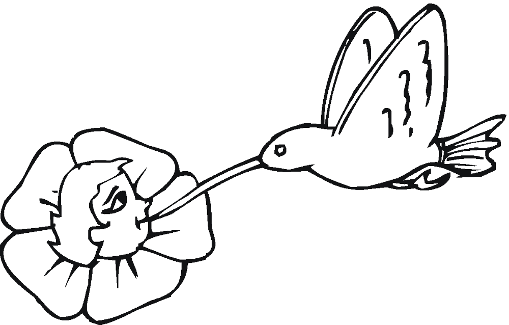 Desenho de Beija Flor para colorir
