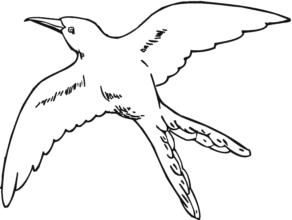 Desenho de Beija Flor para colorir