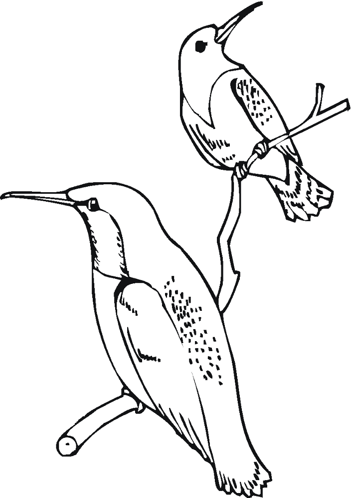 Desenho de Beija Flor para colorir