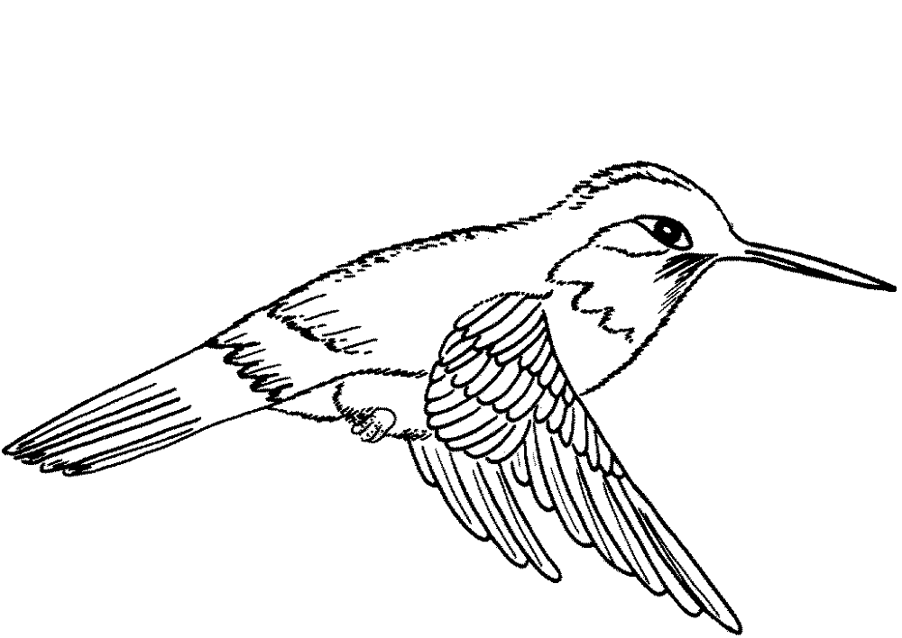 Desenho de Beija Flor para colorir