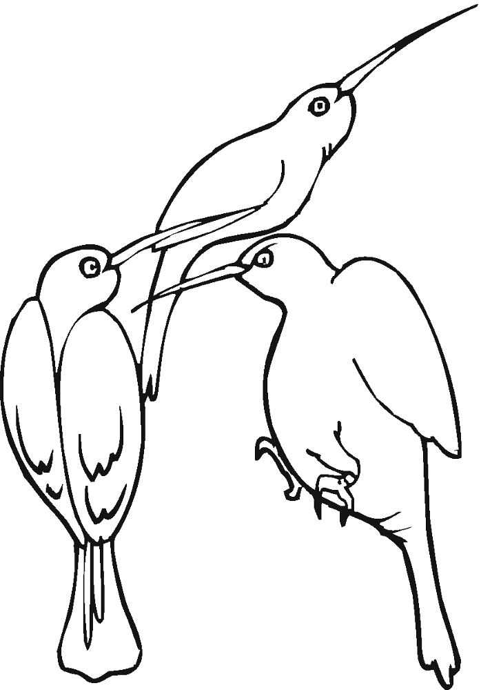 Desenho de Beija Flor para colorir