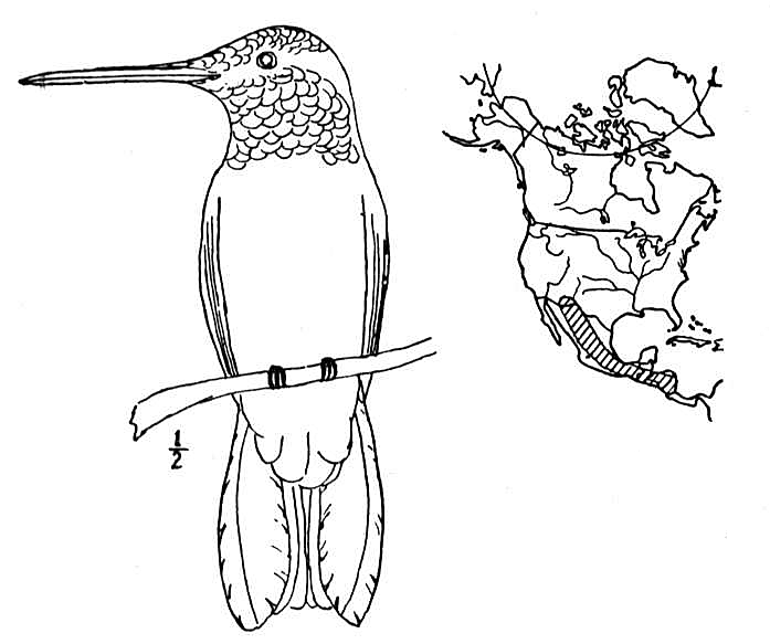 Desenho de Beija Flor para colorir