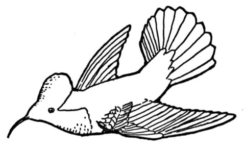 Desenho de Beija Flor para colorir