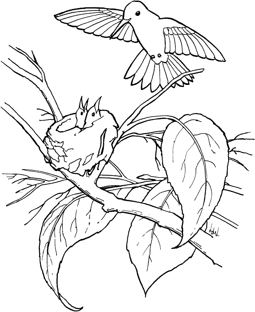 Desenho de Beija Flor para colorir