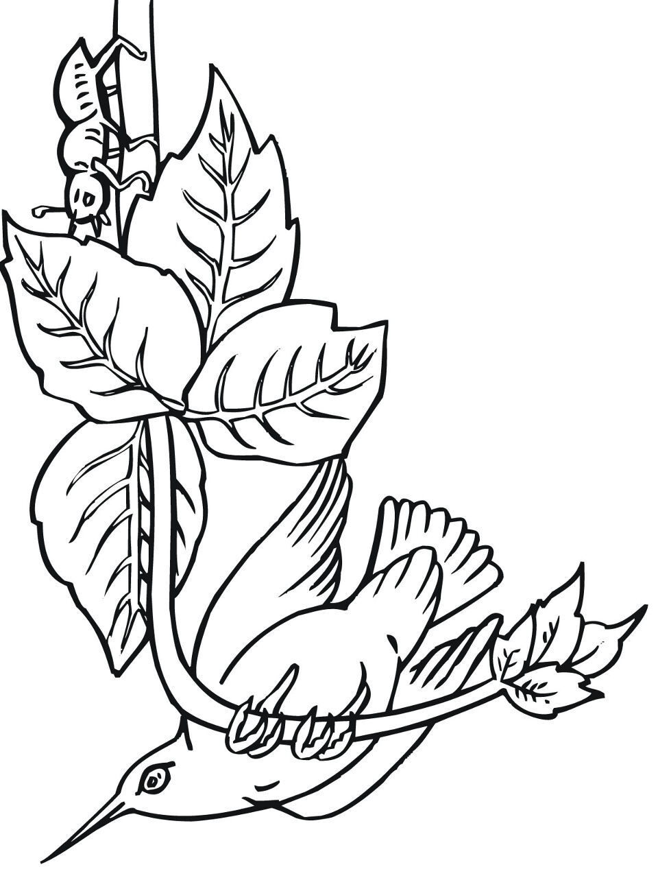 Desenho de Beija Flor para colorir