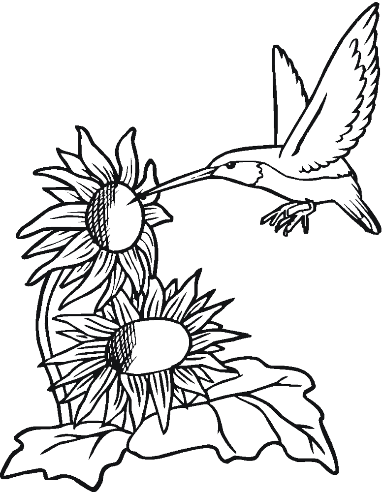 Desenho de Beija Flor para colorir