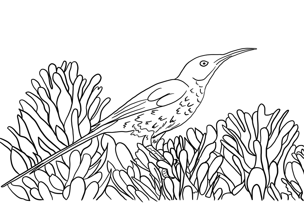 Desenho de Beija Flor para colorir
